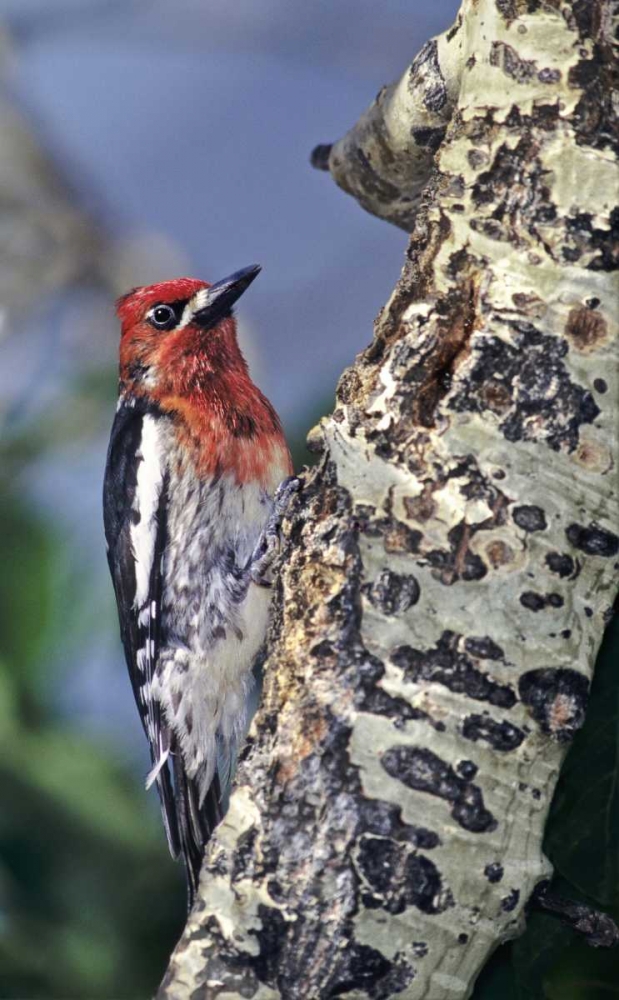 CA, Eastern Sierras, Male red-breasted sapsucker art print by Dave Welling for $57.95 CAD