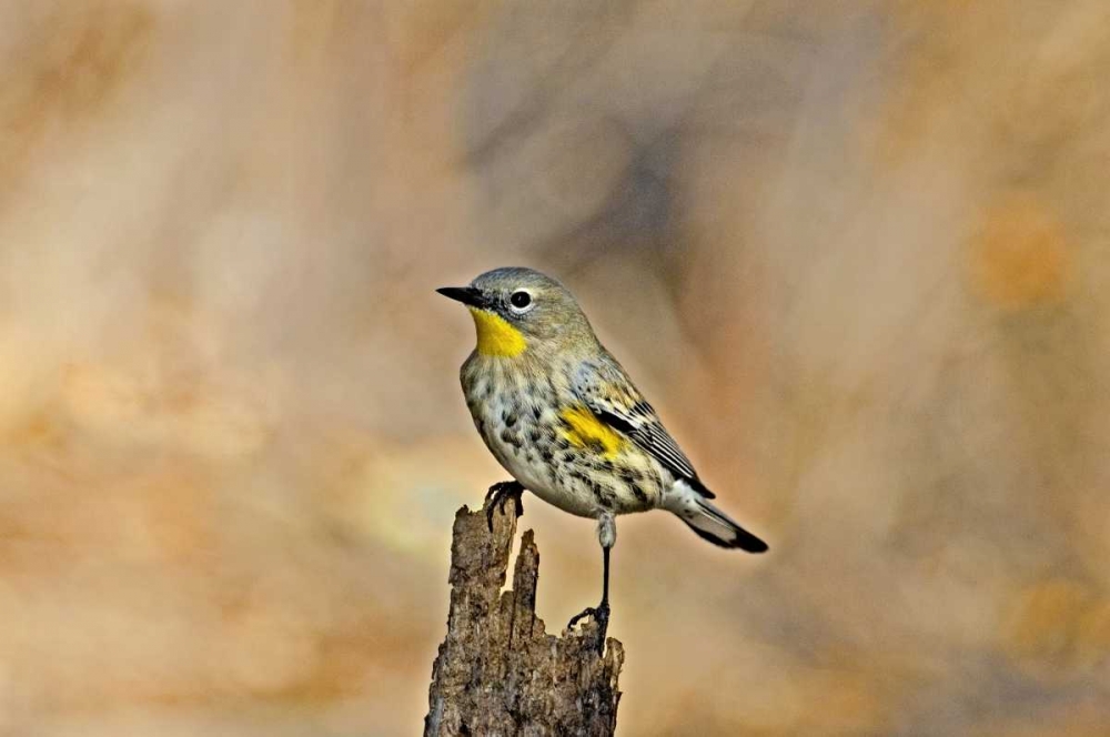 CA, Los Angeles Male yellow-rumped warbler art print by Dave Welling for $57.95 CAD