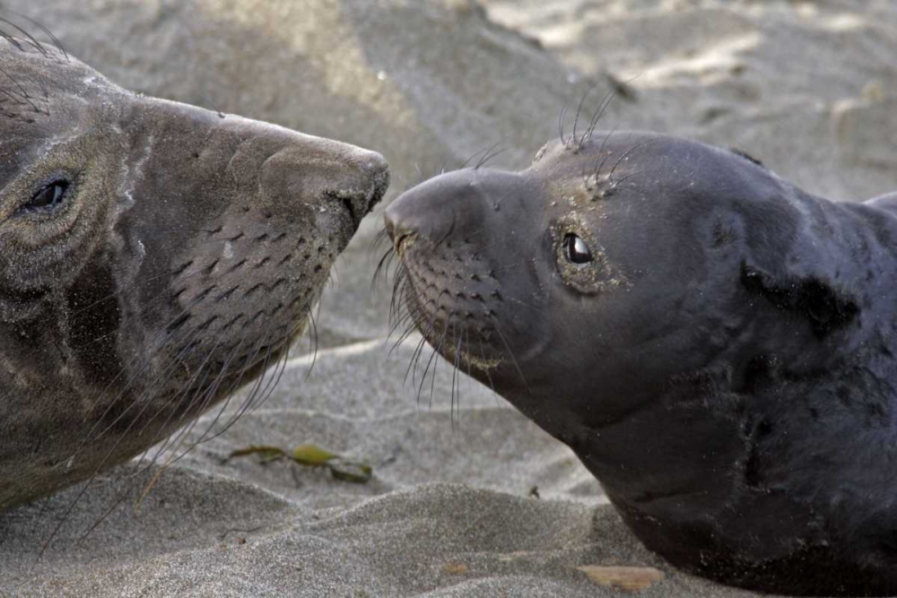 CA, Northern elephant seal and pup greeting art print by Cathy and Gordon Illg for $57.95 CAD