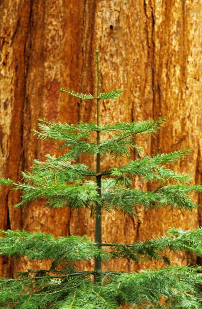 CA, Yosemite Sequoia tree in the Mariposa Grove art print by Dennis Flaherty for $57.95 CAD