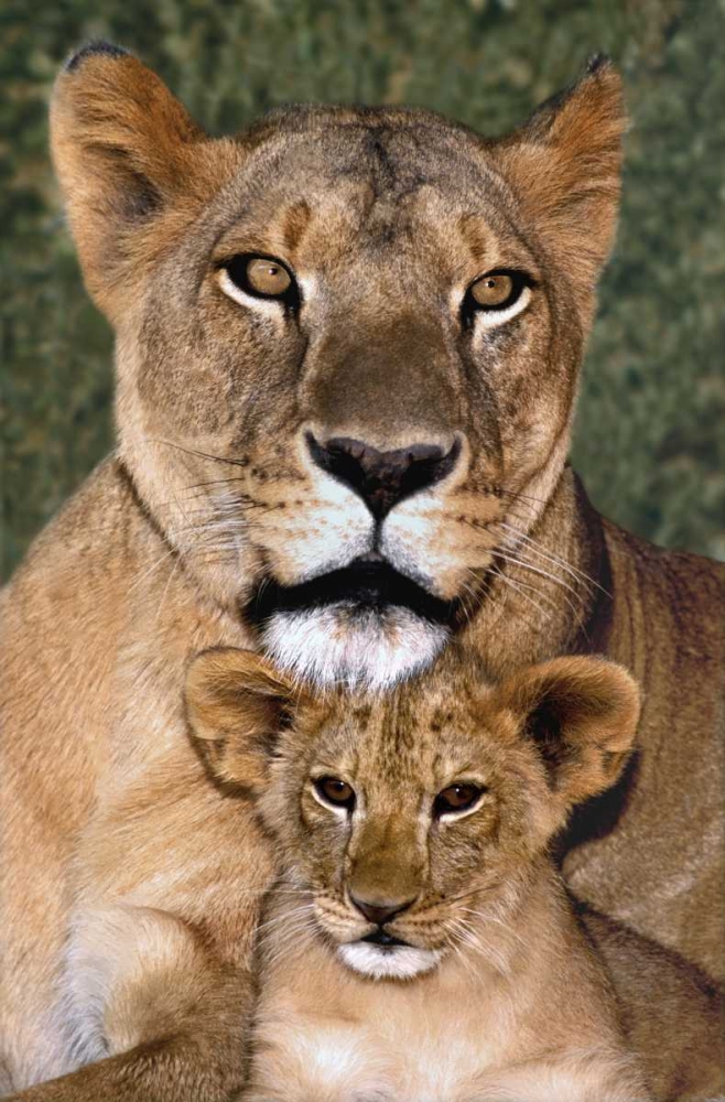 CA, Los Angeles, African lioness mother and cub art print by Dave Welling for $57.95 CAD