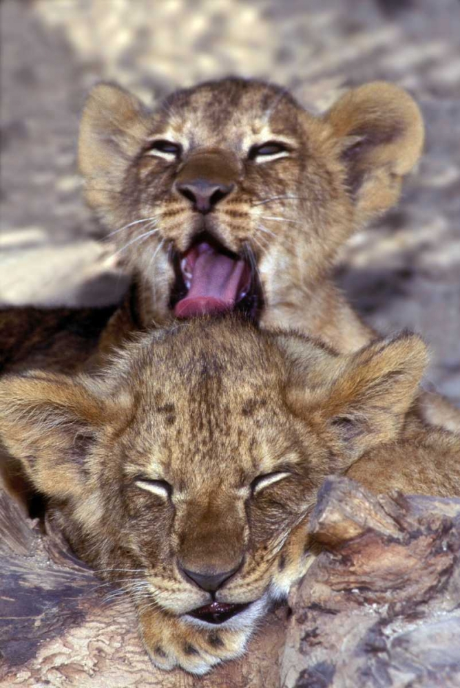 CA, Los Angeles Co, African lion cubs art print by Dave Welling for $57.95 CAD