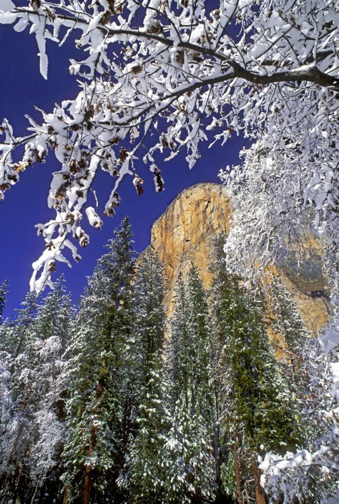 CA, Yosemite El Capitan framed by oaks in winter art print by Dave Welling for $57.95 CAD