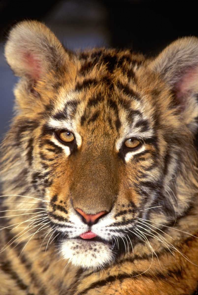 CA, Los Angeles Co, Portrait of Bengal tiger cub art print by Dave Welling for $57.95 CAD