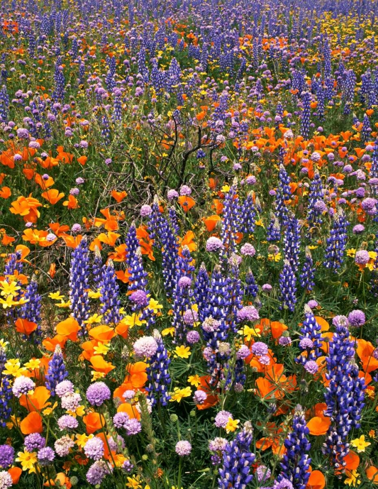 CA, Gorman Field of poppies and lupine flowers art print by Dave Welling for $57.95 CAD