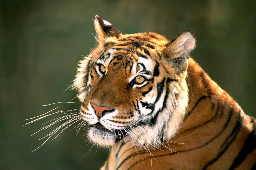 CA, Los Angeles Co, Portrait of Bengal tiger art print by Dave Welling for $57.95 CAD