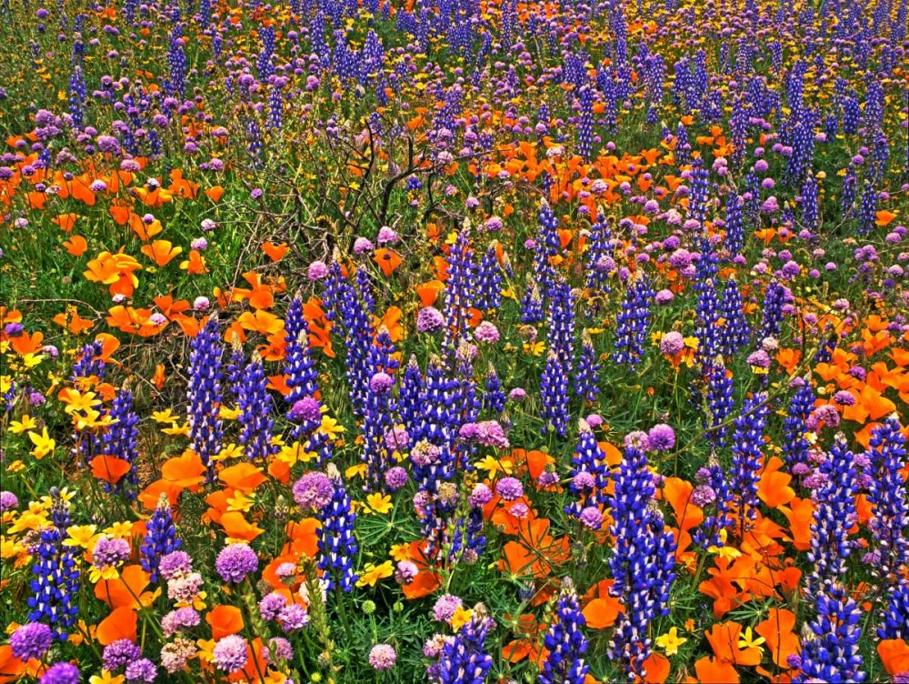 CA, Gorman Field of colorful flowers art print by Dave Welling for $57.95 CAD