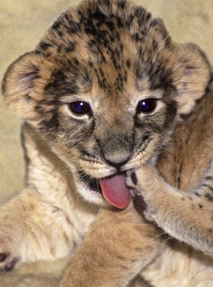 CA, Los Angeles Co, African lion cub playing art print by Dave Welling for $57.95 CAD