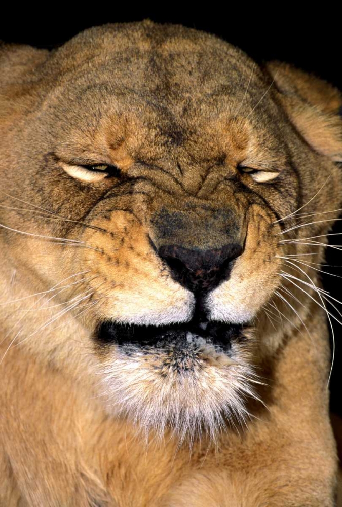 CA, Los Angeles Co, African lioness grimacing art print by Dave Welling for $57.95 CAD