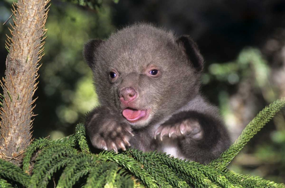 CA, Los Angeles Co, American black bear cub art print by Dave Welling for $57.95 CAD