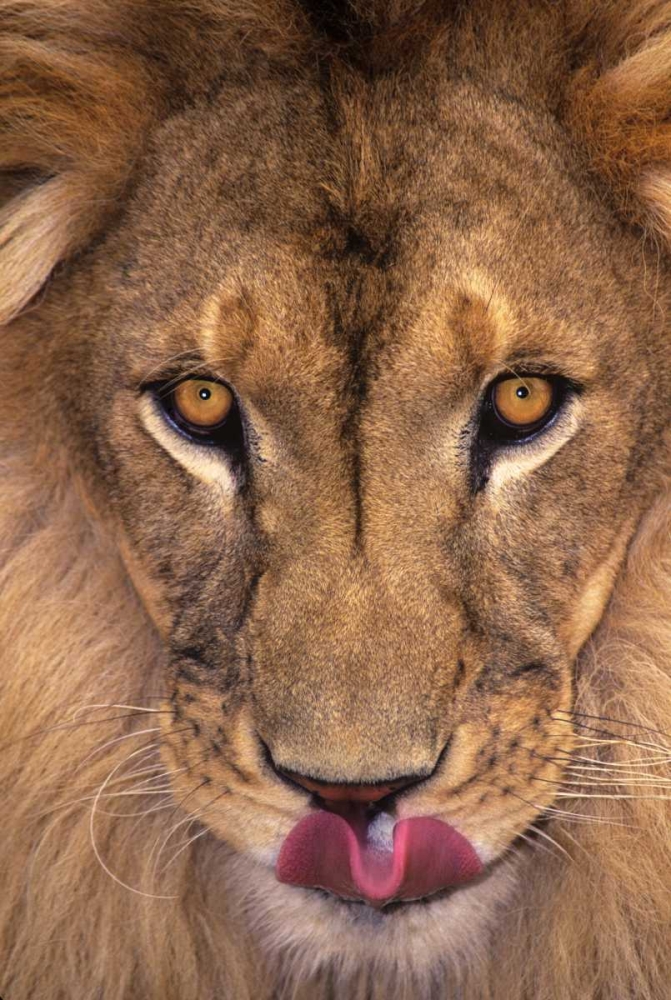 CA, Los Angeles Co, African lion with tongue out art print by Dave Welling for $57.95 CAD
