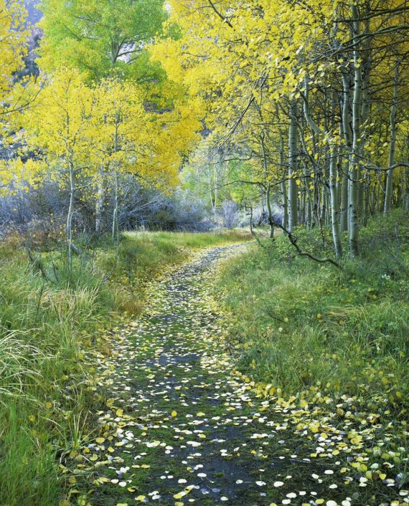 CA, Eastern Sierra Leaf-covered path into forest art print by Dennis Flaherty for $57.95 CAD