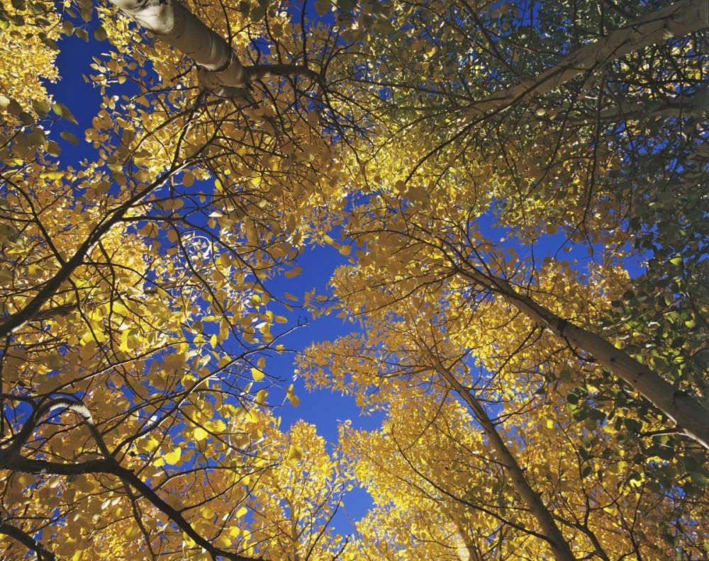 CA, Sierra Nevada, Inyo NF Yellow aspen leaves art print by Dennis Flaherty for $57.95 CAD