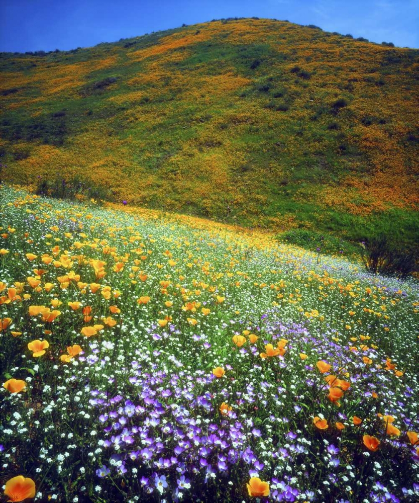 CA, Lake Elsinore Flowers covering a hillside art print by Christopher Talbot Frank for $57.95 CAD