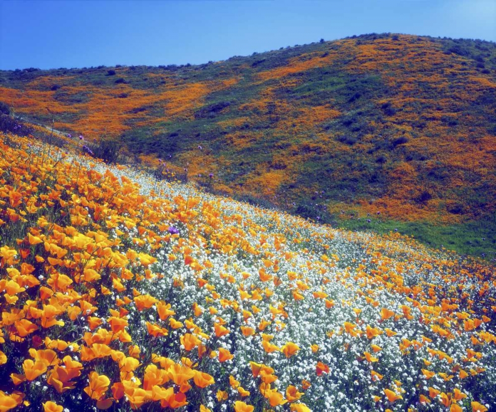 CA, Lake Elsinore Wildflowers covering a hill art print by Christopher Talbot Frank for $57.95 CAD