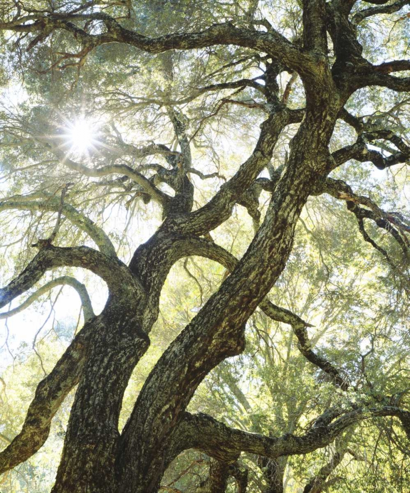 CA, San Diego Sunlight through a live oak tree art print by Christopher Talbot Frank for $57.95 CAD