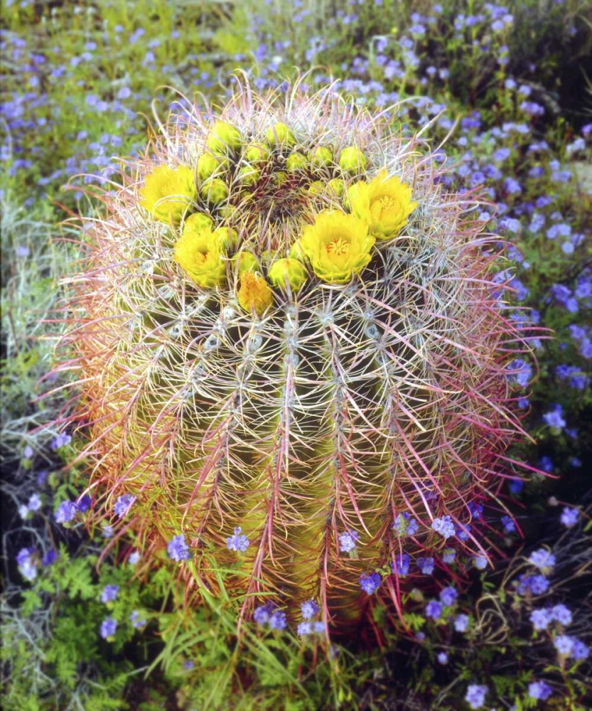 CA Blooming barrel cactus in Anza-Borrego Desert art print by Christopher Talbot Frank for $57.95 CAD