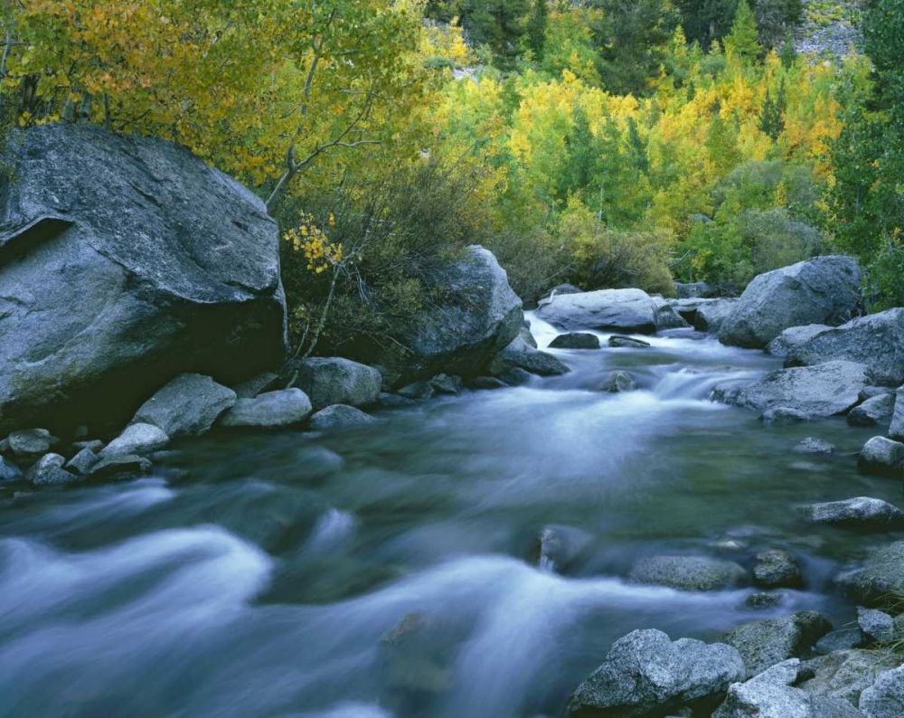 California Bishop Creek and aspens in autumn art print by Dennis Flaherty for $57.95 CAD