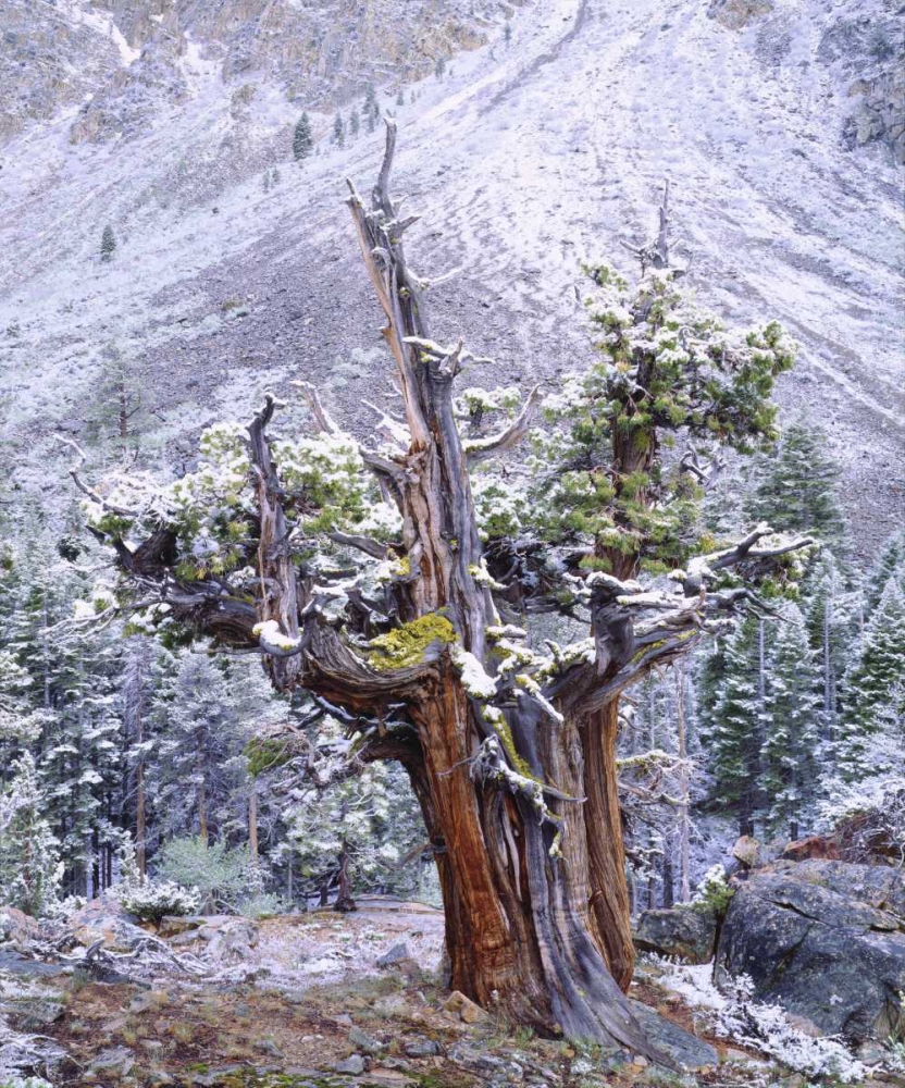 CA, Sierra Nevada Snow-covered trees art print by Christopher Talbot Frank for $57.95 CAD