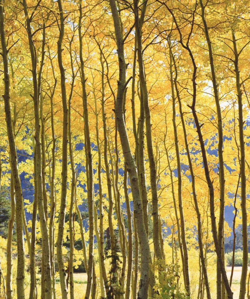 CA, Sierra Nevada Fall colors of aspen trees art print by Christopher Talbot Frank for $57.95 CAD