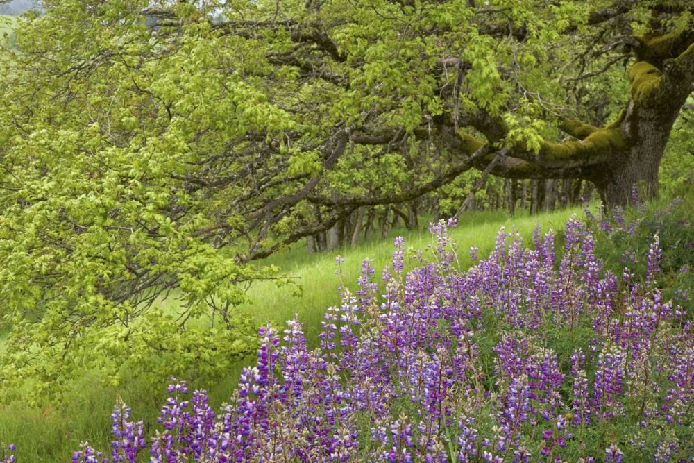 CA, Redwoods Lupines and and oak trees in spring art print by Don Paulson for $57.95 CAD