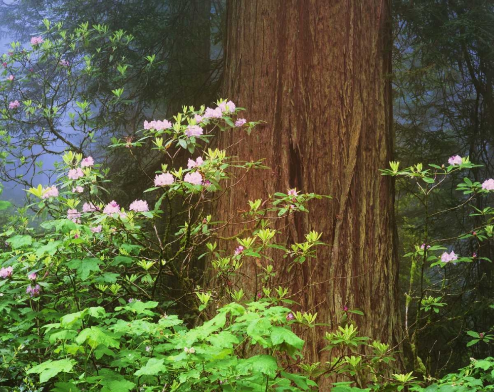 CA, Redwoods NP Blooming rhododendrons art print by Dennis Flaherty for $57.95 CAD