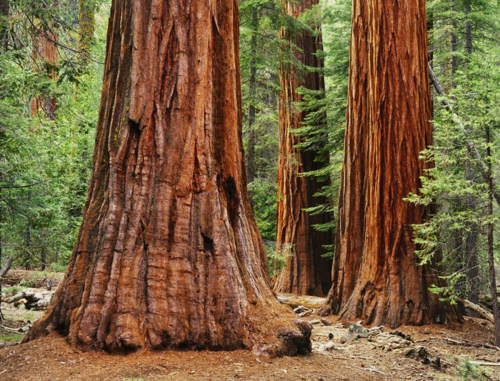California, Yosemite NP Sequoia trees in forest art print by Dennis Flaherty for $57.95 CAD