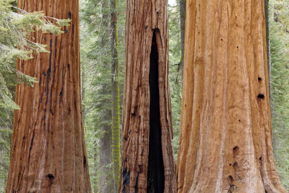 CA, Sequoia NP Trunks of giant sequoia trees art print by Don Paulson for $57.95 CAD