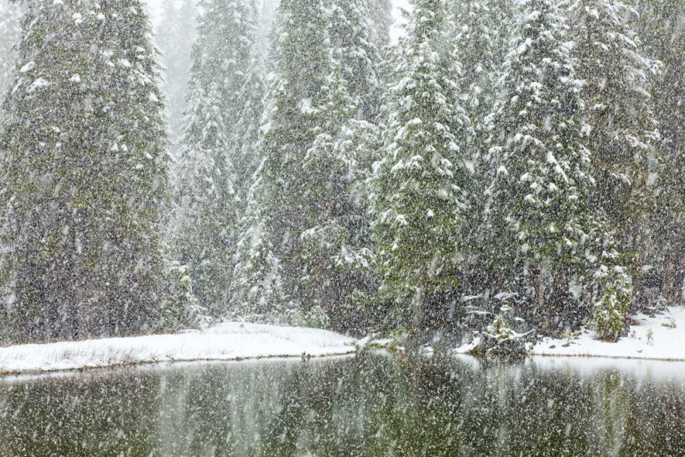 CA, Oakhurst Fir trees reflect in pond in winter art print by Don Paulson for $57.95 CAD