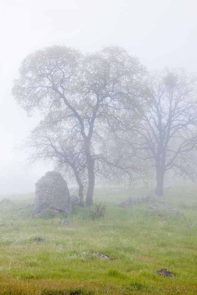 California, Bullion Mountain Oak trees in fog art print by Don Paulson for $57.95 CAD