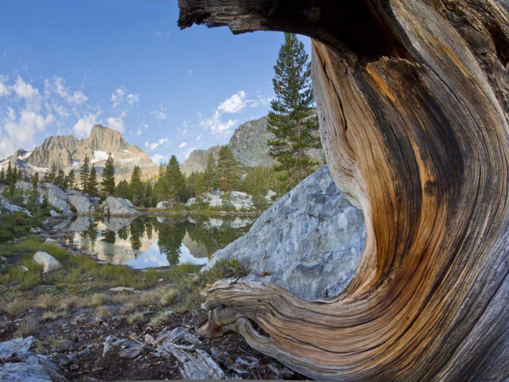 CA, Inyo NF, Garnet Lake Old pine and tarn art print by Don Paulson for $57.95 CAD