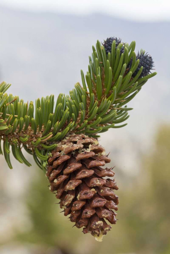 California, Inyo NF Bristlecone tree pine cone art print by Don Paulson for $57.95 CAD