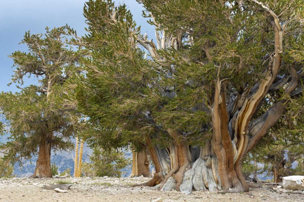 CA, Ancient Bristlecone Forest, The Patriarch art print by Don Paulson for $57.95 CAD