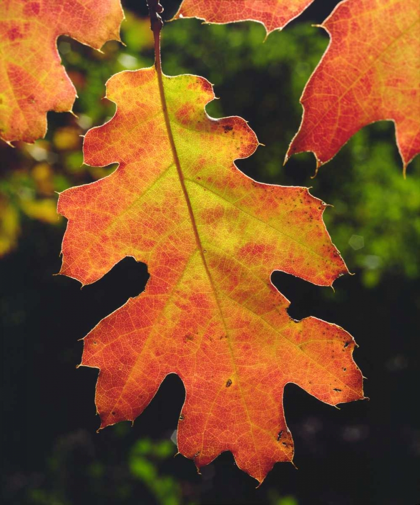 CA, An Oak Leaf in Six Rivers National Forrest art print by Christopher Talbot Frank for $57.95 CAD