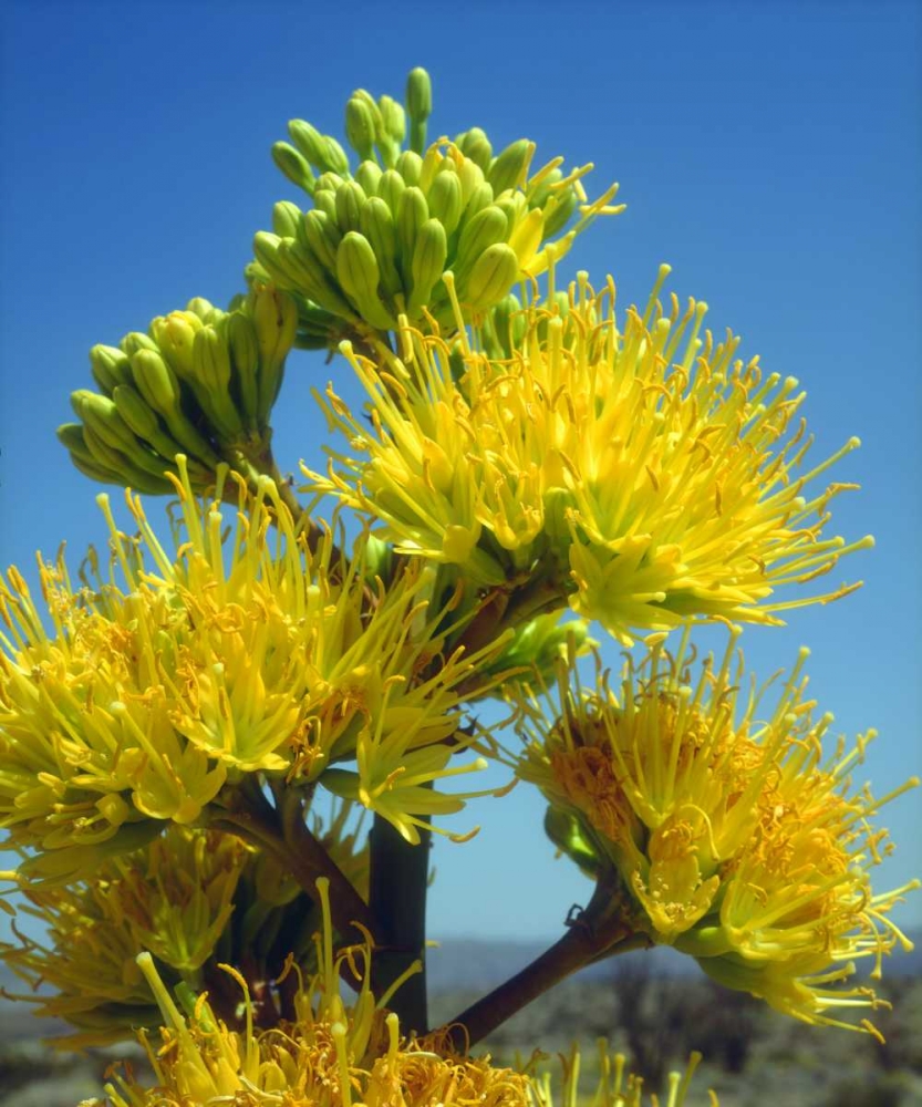 California, Anza-Borrego Desert SP Agave Flowers art print by Christopher Talbot Frank for $57.95 CAD