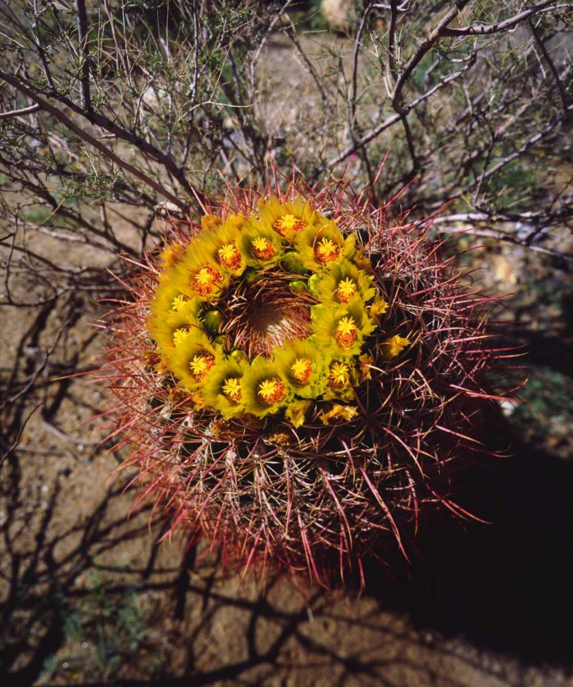 California, Anza-Borrego Barrel Cactus flowers art print by Christopher Talbot Frank for $57.95 CAD