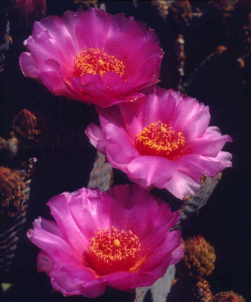 California, Anza-Borrego Desert Beavertail Cacti art print by Christopher Talbot Frank for $57.95 CAD