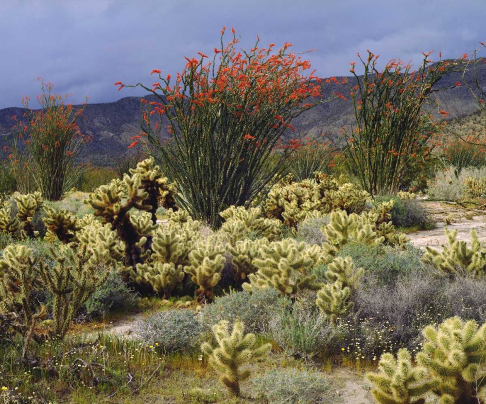 CA, Anza-Borrego Blooming Ocotillo and Cholla art print by Christopher Talbot Frank for $57.95 CAD