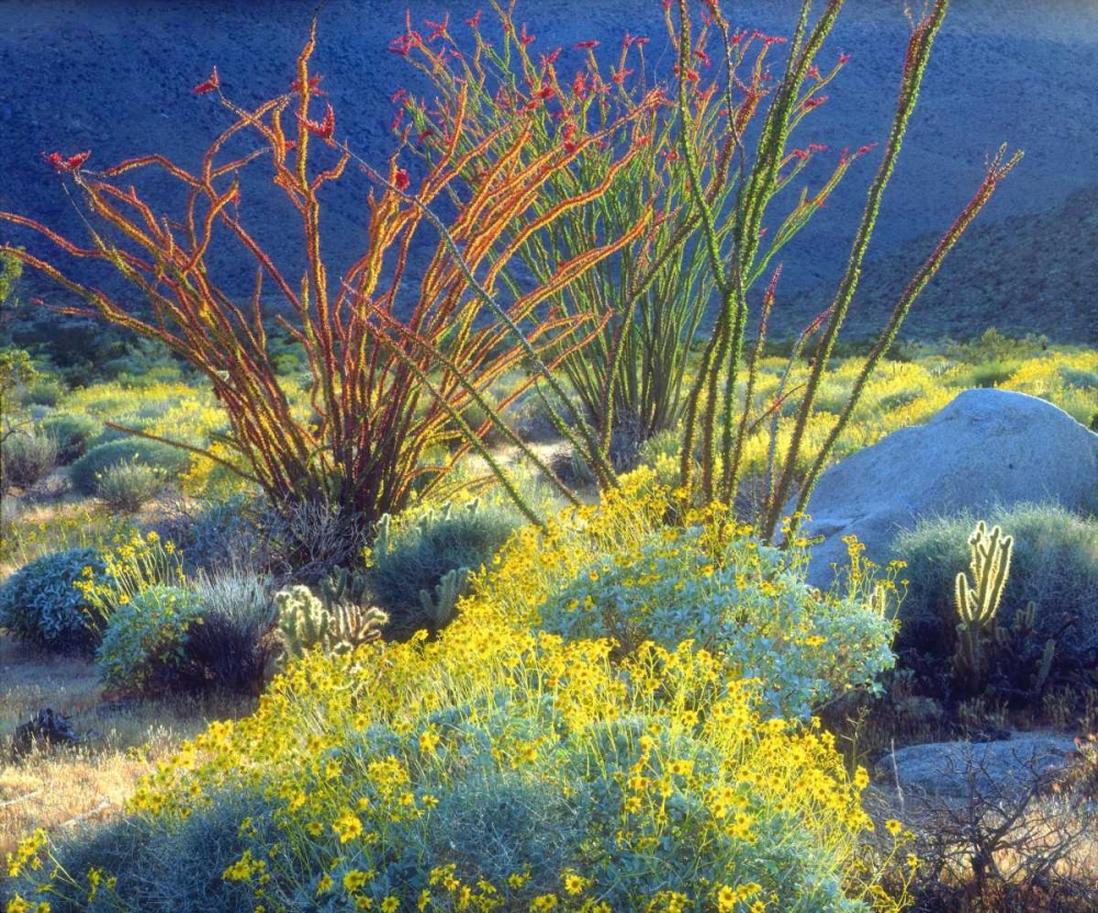 California, Anza-Borrego Blooming Ocotillo art print by Christopher Talbot Frank for $57.95 CAD