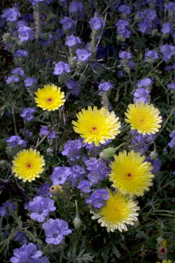 CA, Anza-Borrego Desert Dandelion and Phacelia art print by Christopher Talbot Frank for $57.95 CAD