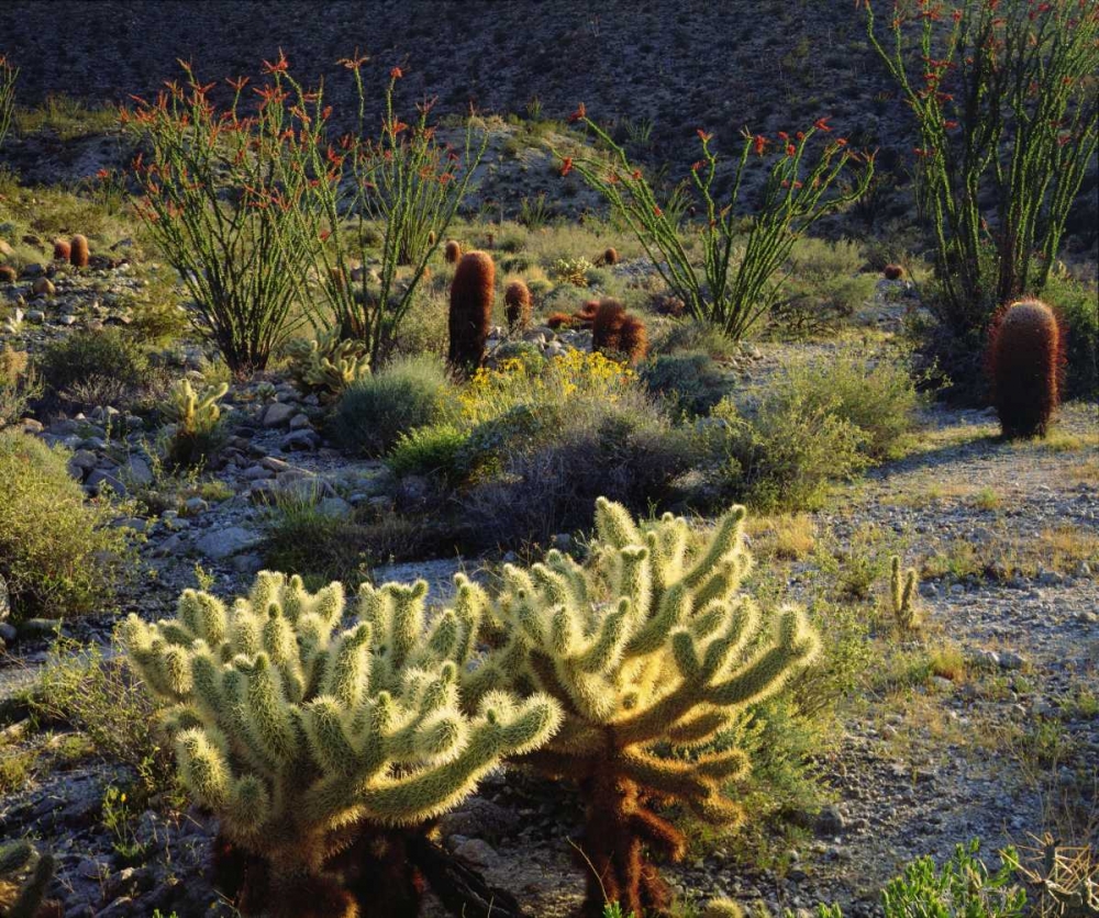 CA, Anza-Borrego Cactus with Ocotillo plants art print by Christopher Talbot Frank for $57.95 CAD