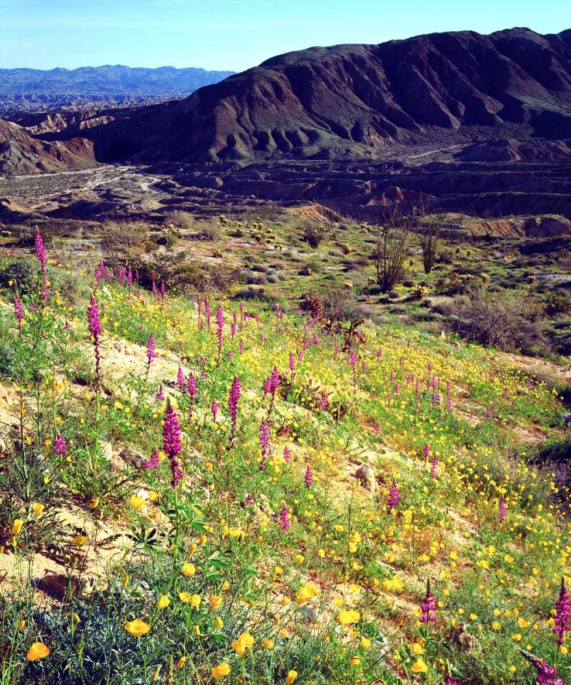 California, Anza-Borrego Desert Desert Poppies art print by Christopher Talbot Frank for $57.95 CAD