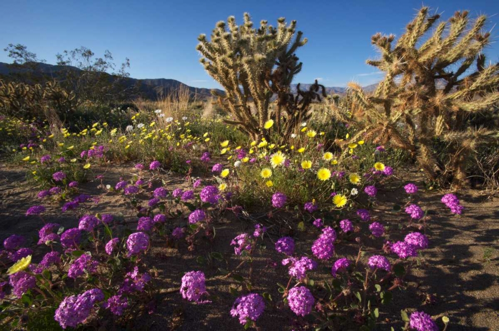 CA, Anza-Borrego Desert flowers and Cholla art print by Christopher Talbot Frank for $57.95 CAD