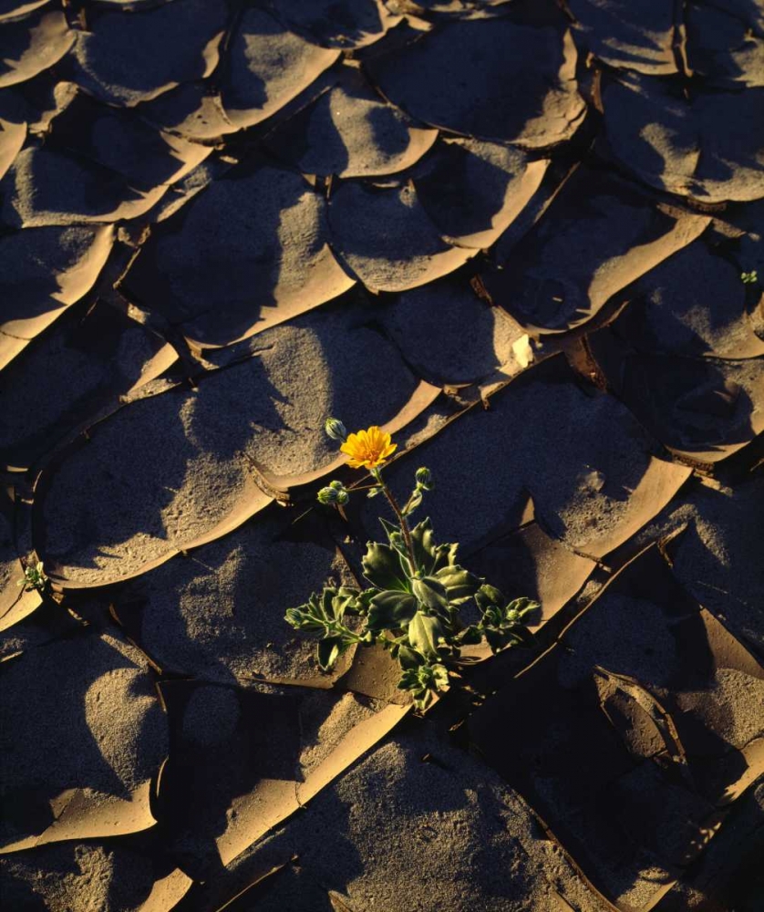 CA, Anza-Borrego Desert Sunflower in Cracked Mud art print by Christopher Talbot Frank for $57.95 CAD