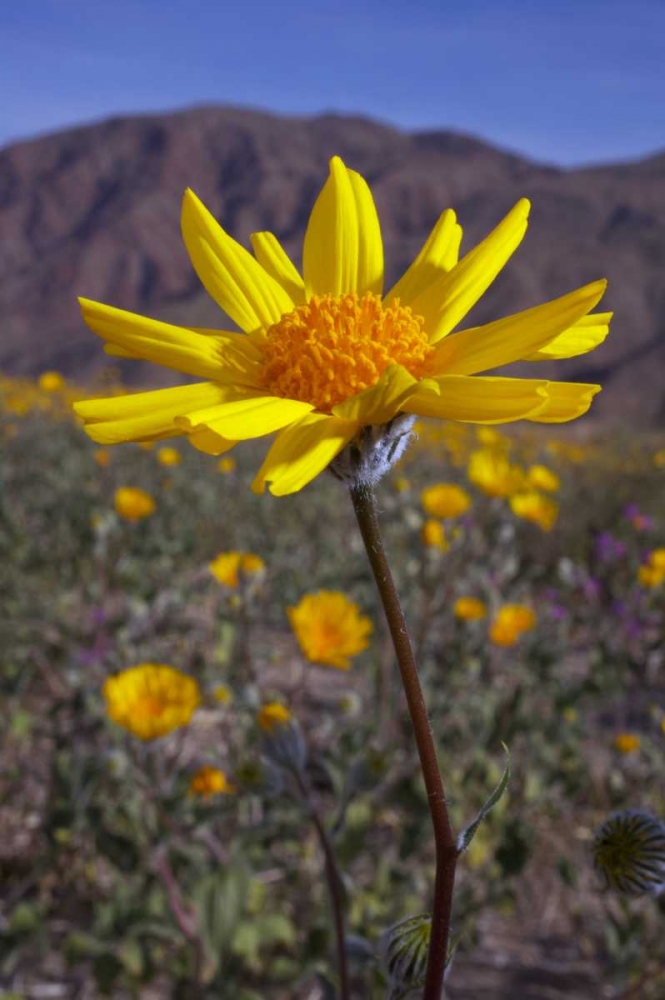 California, Anza-Borrego Desert Sunflowers art print by Christopher Talbot Frank for $57.95 CAD