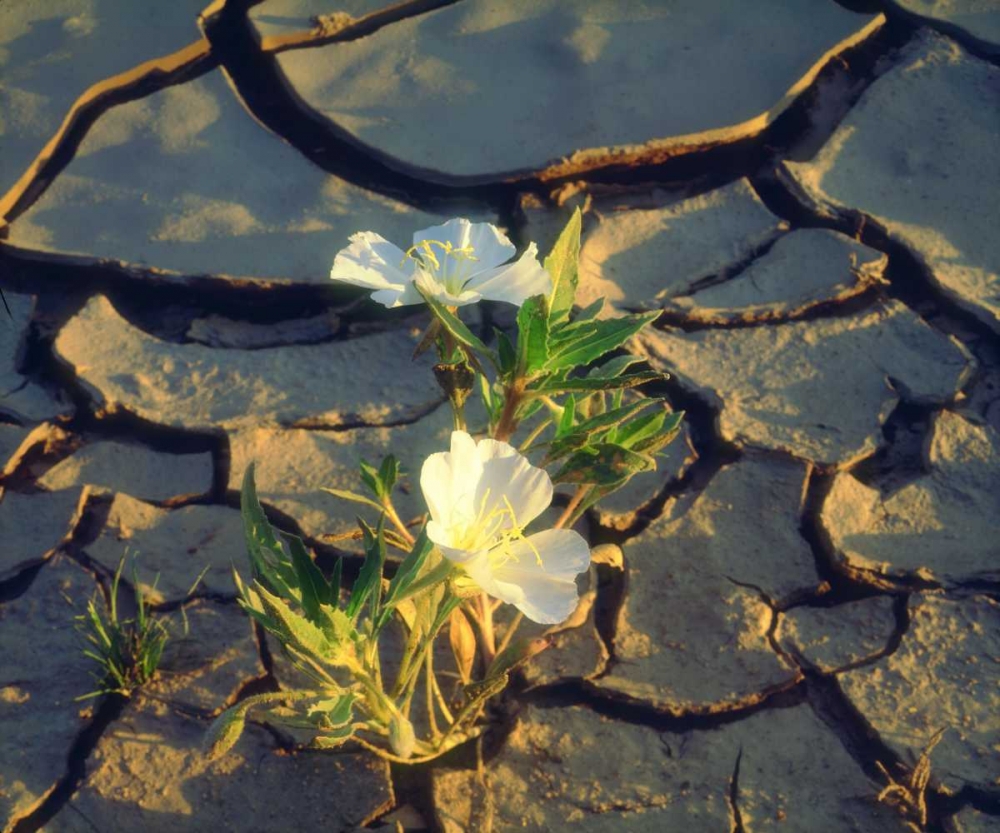 CA, Anza-Borrego Dune Primrose in Cracked Mud art print by Christopher Talbot Frank for $57.95 CAD