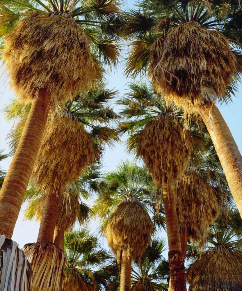 California, Anza-Borrego Desert Fan Palm trees art print by Christopher Talbot Frank for $57.95 CAD