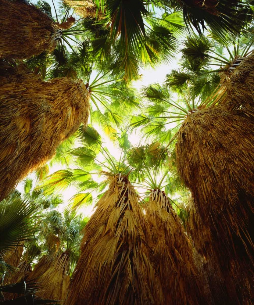 California, Anza-Borrego Desert Fan Palm trees art print by Christopher Talbot Frank for $57.95 CAD