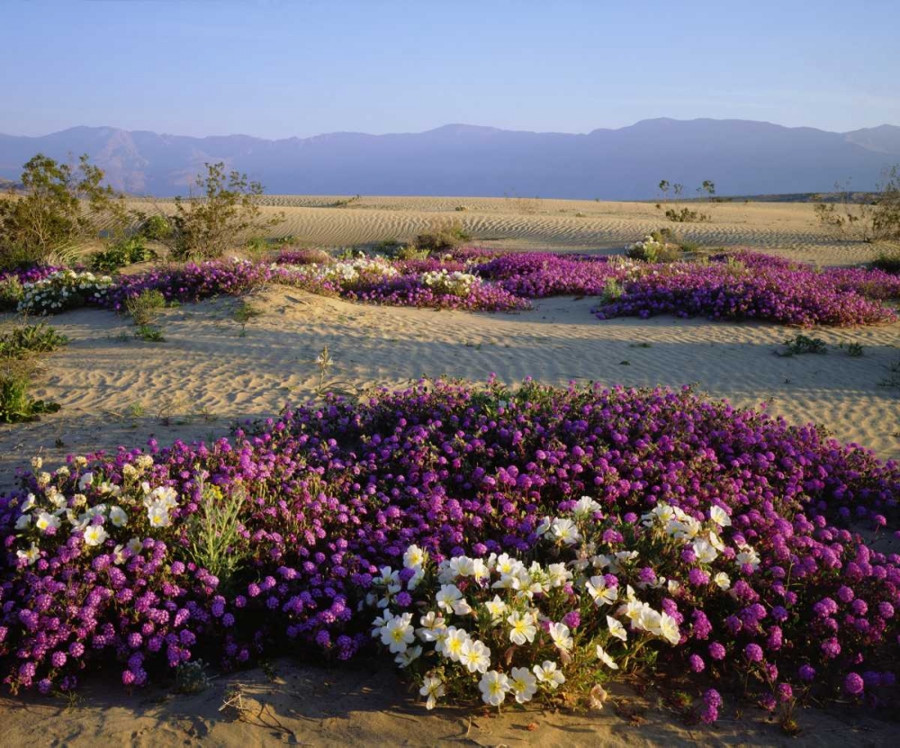 California, Anza-Borrego Desert Desert flowers art print by Christopher Talbot Frank for $57.95 CAD