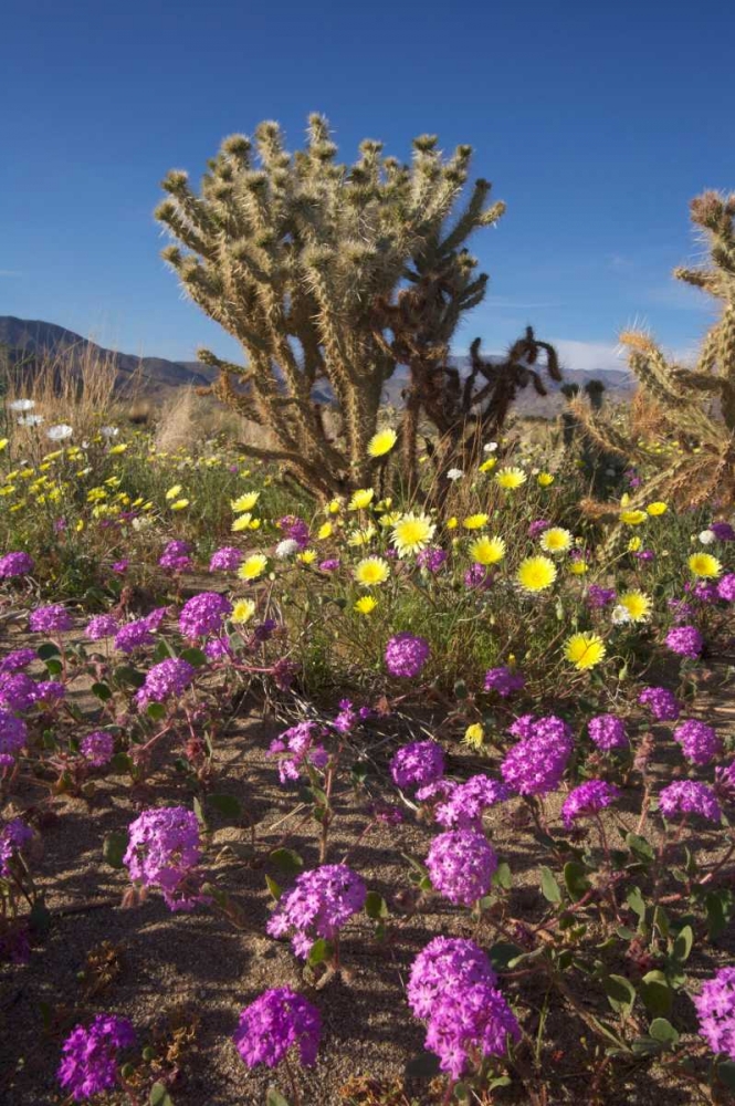 CA, Anza-Borrego Sand Verbena and Cholla Cacti art print by Christopher Talbot Frank for $57.95 CAD